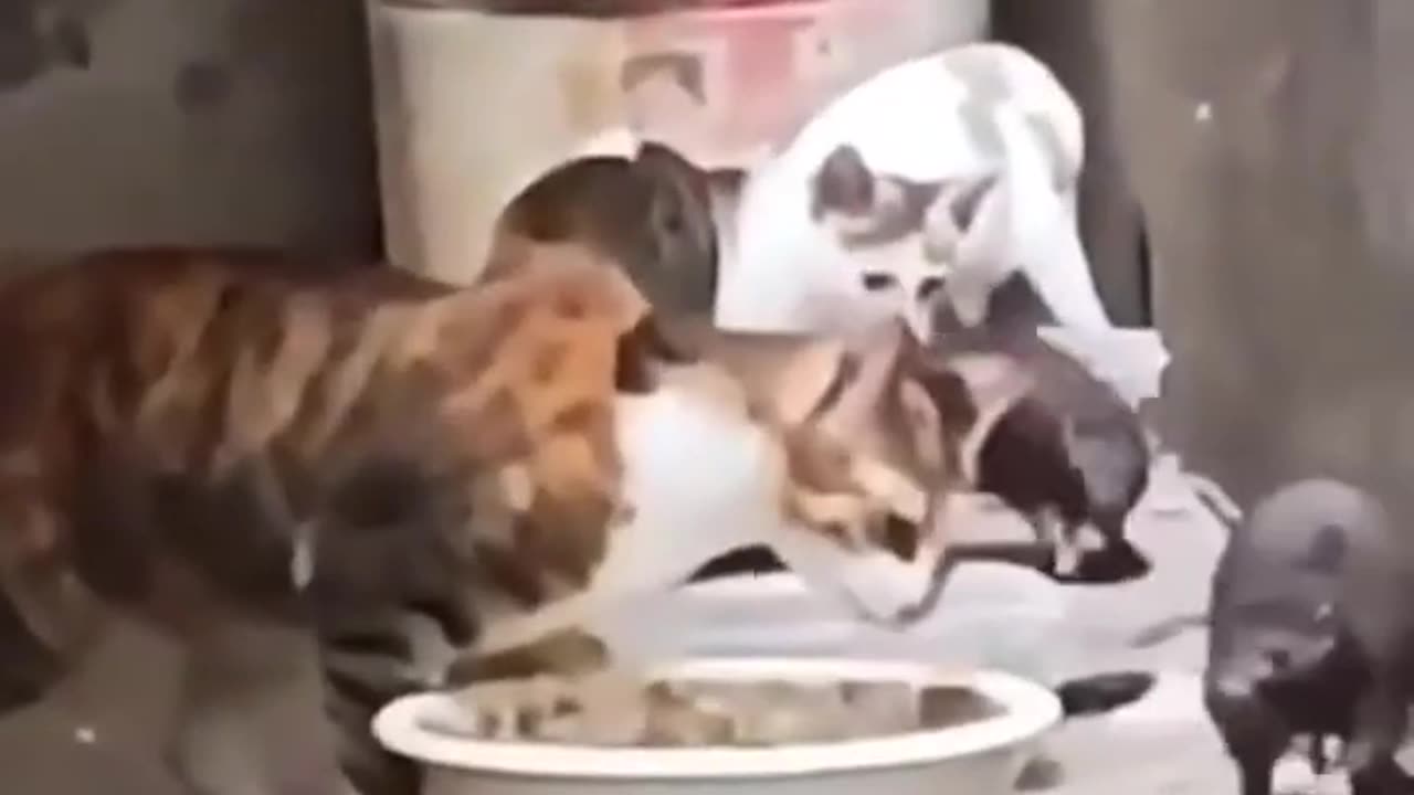 Everything has really changed... before cats drive away mice, now mice rule