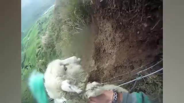 Ozzy Man Reviews- Sheep Being Stuck_Cut