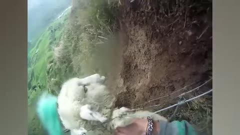 Ozzy Man Reviews- Sheep Being Stuck_Cut