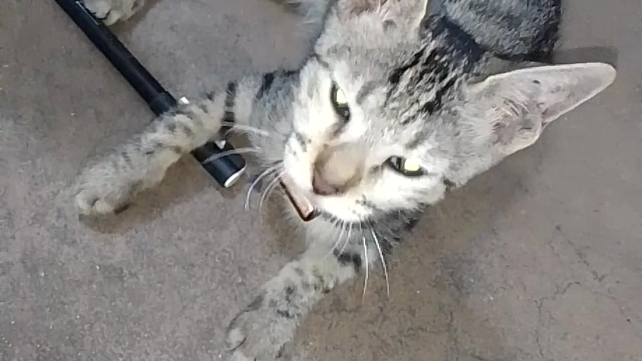 Baby cat playing with pen