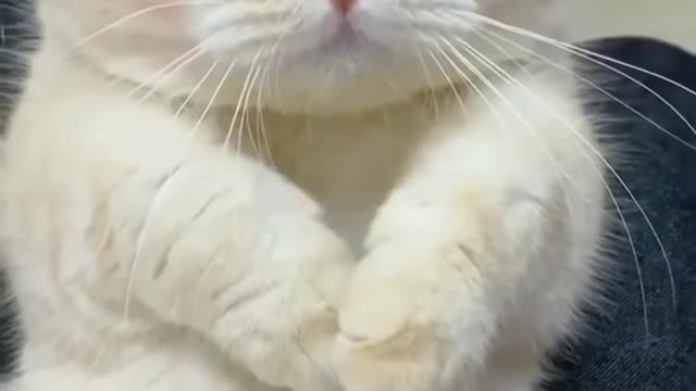 So funny cats