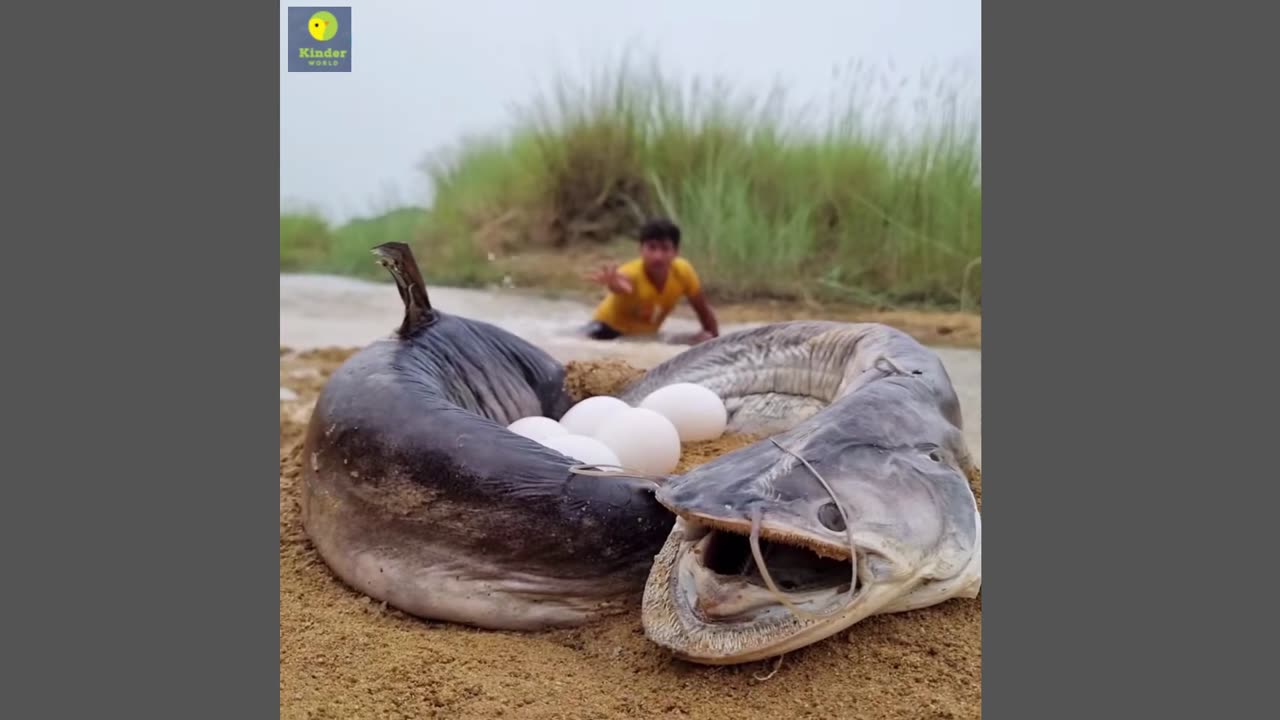 Flower Water River Fish Come Out Boy Meet & Catching Dry Place Underground Big Stuck Fish