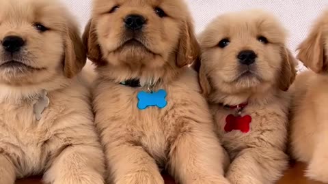 Super Handsome Golden Retriever Puppies!