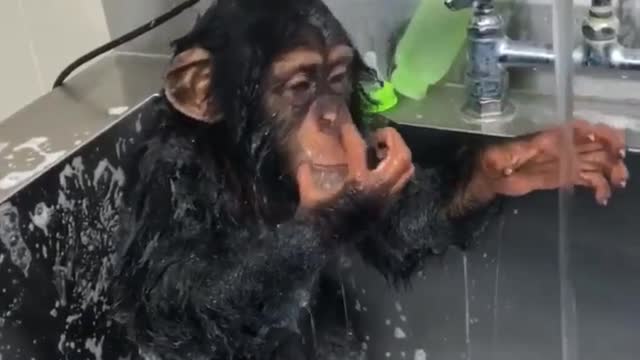 A clean little chimp