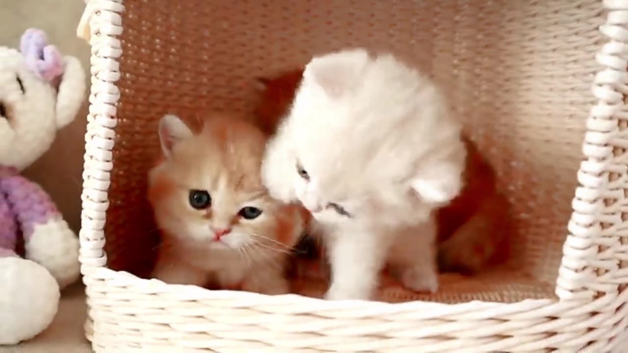 Funny cats Videos cats Mother chlid hearts so cutes cats