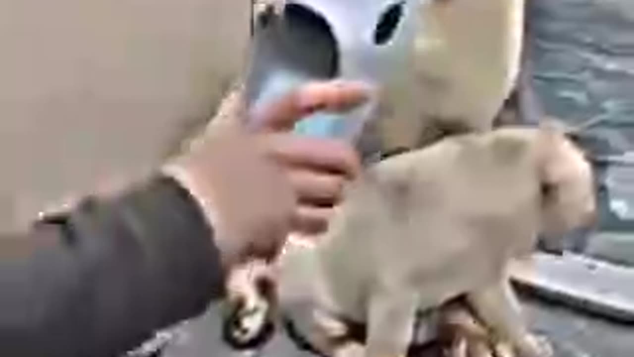 Mother of dog
