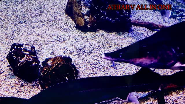 Collection of Sea Animals in 4k