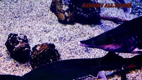 Collection of Sea Animals in 4k
