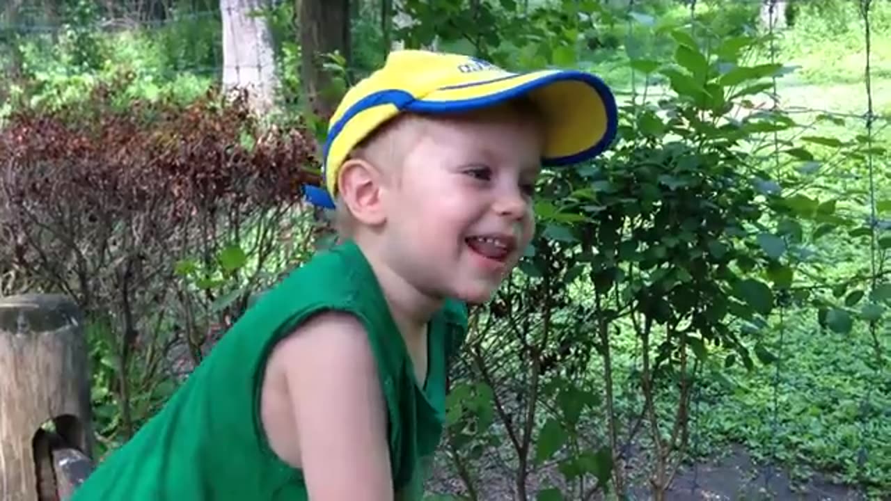 funny animal video try not to laugh