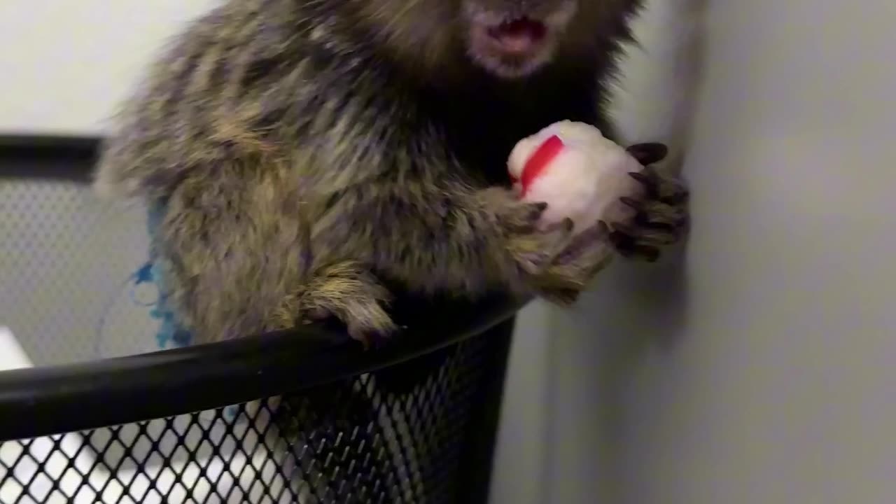 Marmoset Finds a Mint