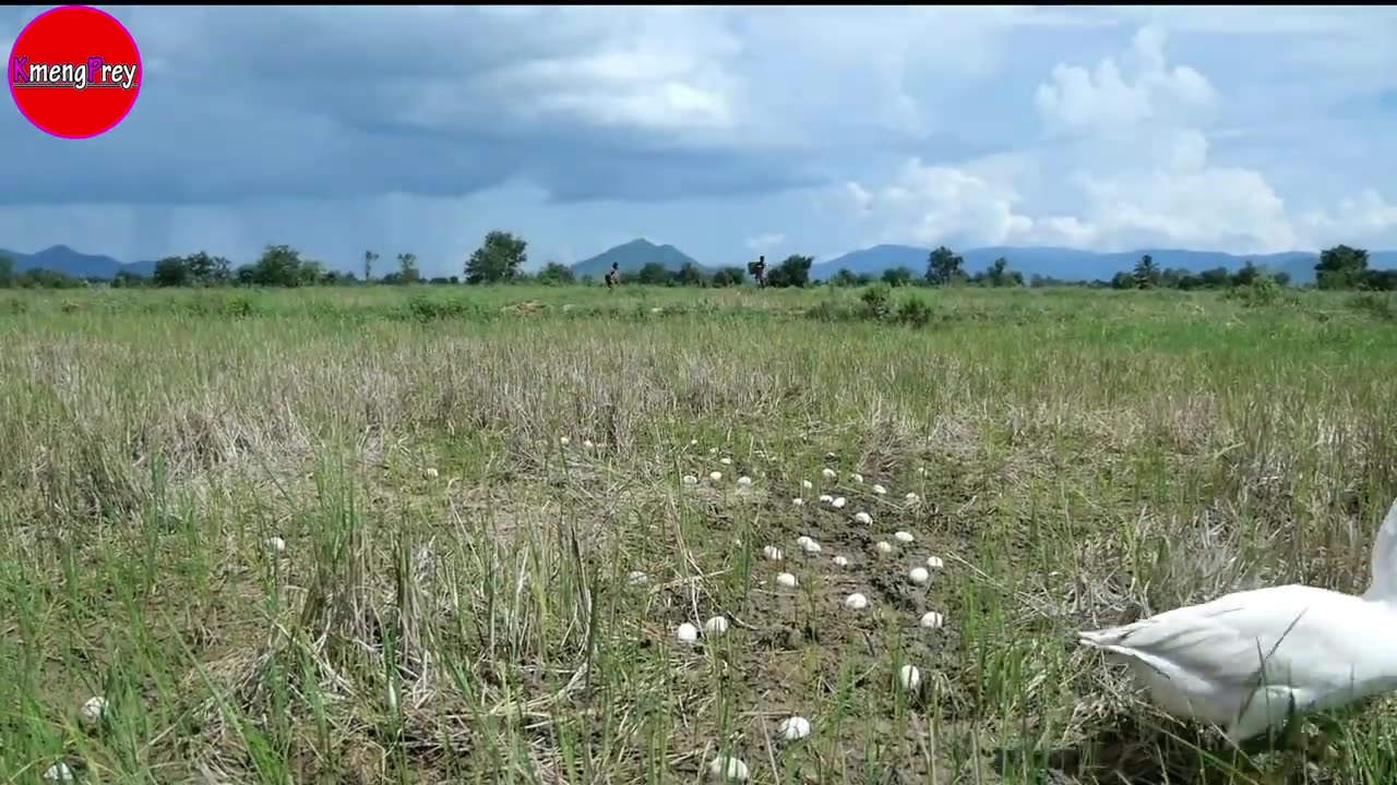 Primitive Technology - to day cooking egg geese with coconut water for eat in the jungle