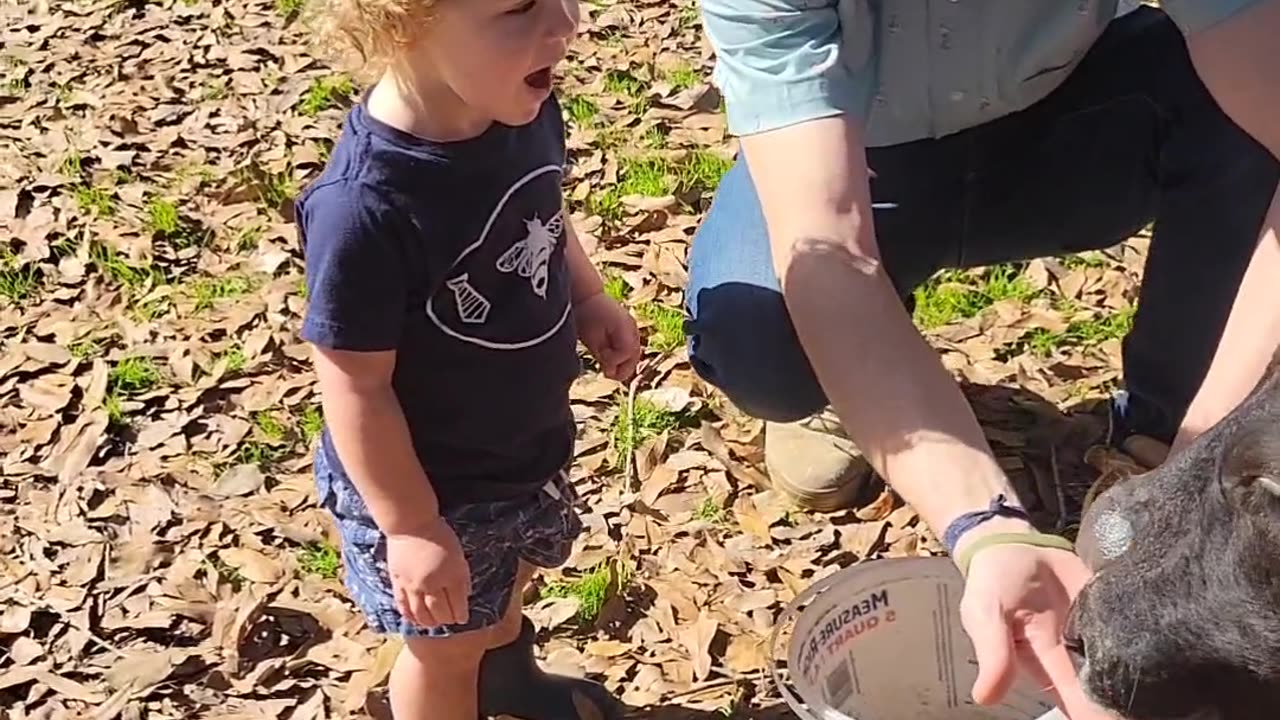 A Toddler feeding cattle... what could go wrong!