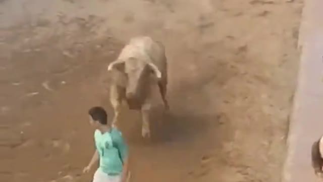 entertainment videos