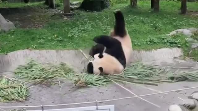 Lovely giant panda, come and have a look