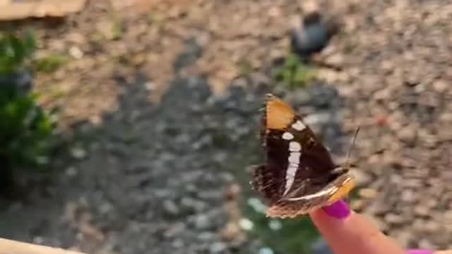 Butterfly Rescue 🦋 part 1/2