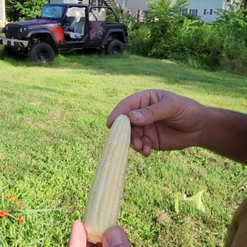 Flock it Farm: Garden Corn
