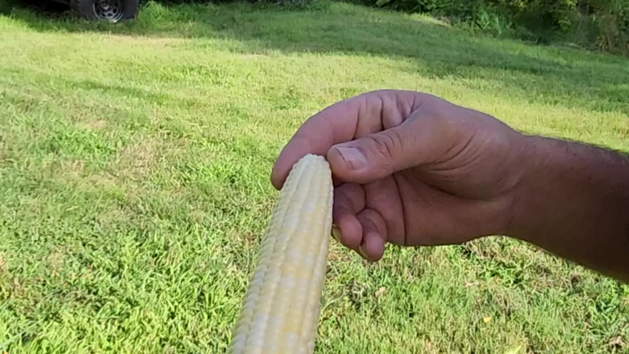 Flock it Farm: Garden Corn