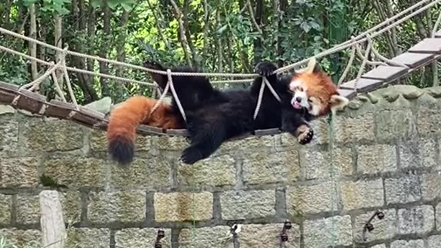 The red panda