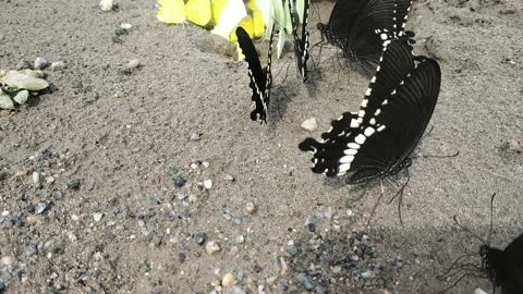 Amazing Butterfly - 2