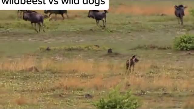 wildbeest vs wild dogs