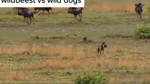 wildbeest vs wild dogs