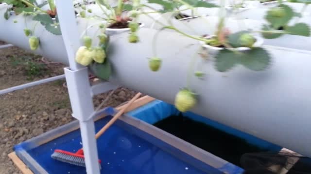 How to DIY strawberry NFT aquaponics