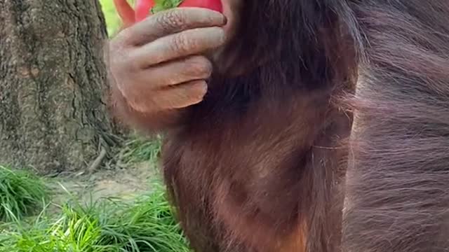 orangutans