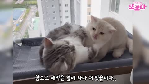 Cat Fun With Cat