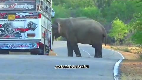 Sri lankan bus