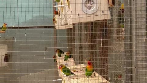 birds