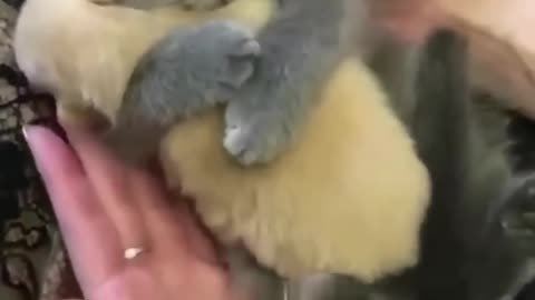 Cute pets 🐕