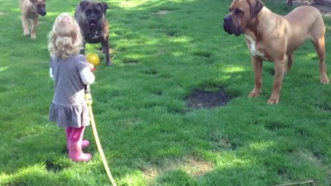 Onze dochter speelt met onze 3 Boerboels