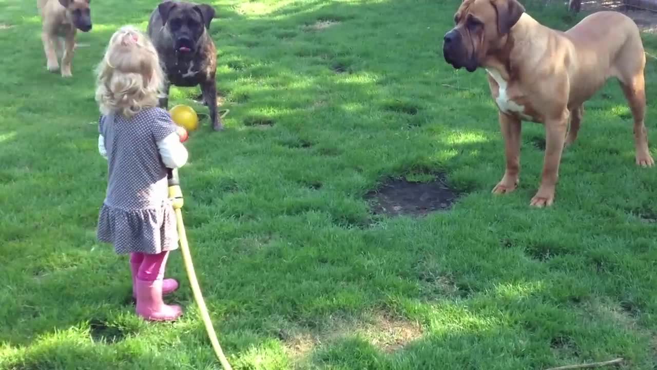 Onze dochter speelt met onze 3 Boerboels