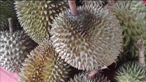 Durian Terbaik Jenderam Sepang