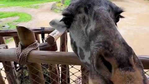 Summer bucket list giraffe feeding