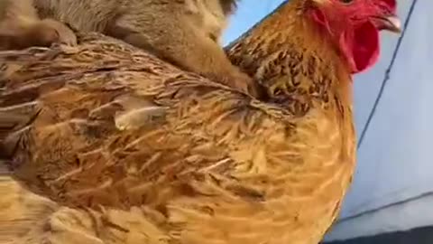 Two cute best friends dog and chicken 🐔🥰