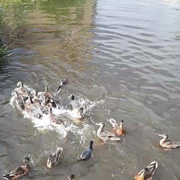 The ducks try to get food from each other