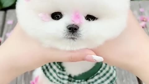 Cute Pomeranian