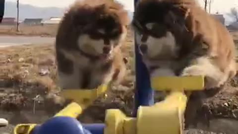 Cute Dogs On Seesaw