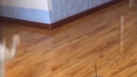 Kitty Practising basketball