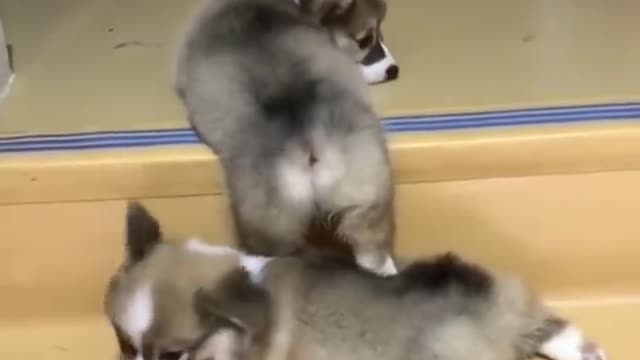 Cute and funny puppy video compilation part 1