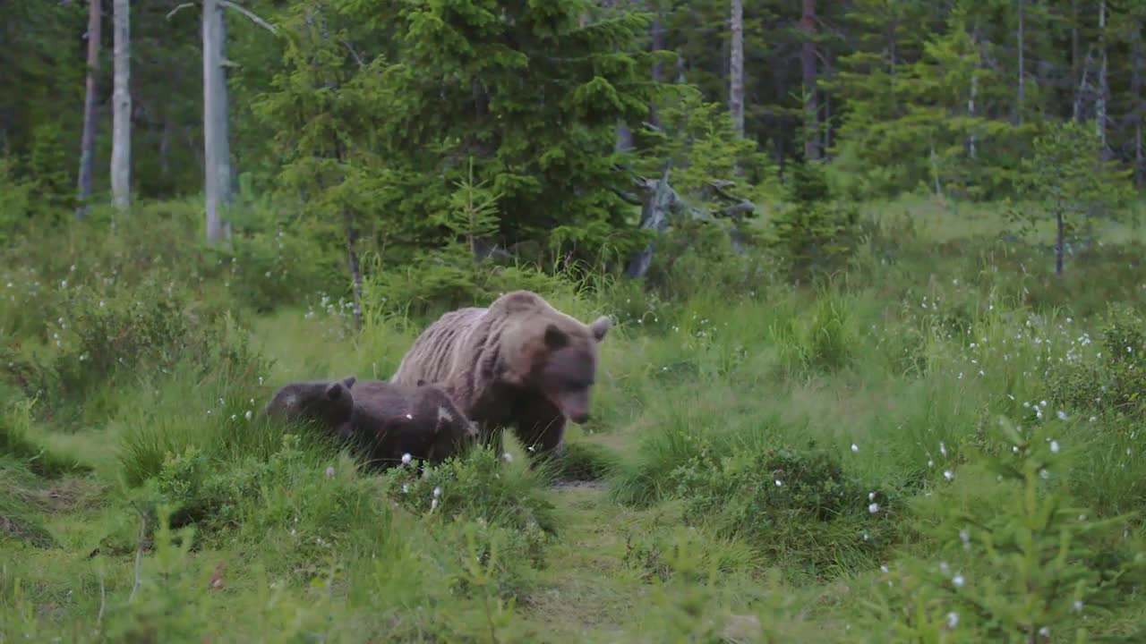 Möte med björnhonan och hennes ungar