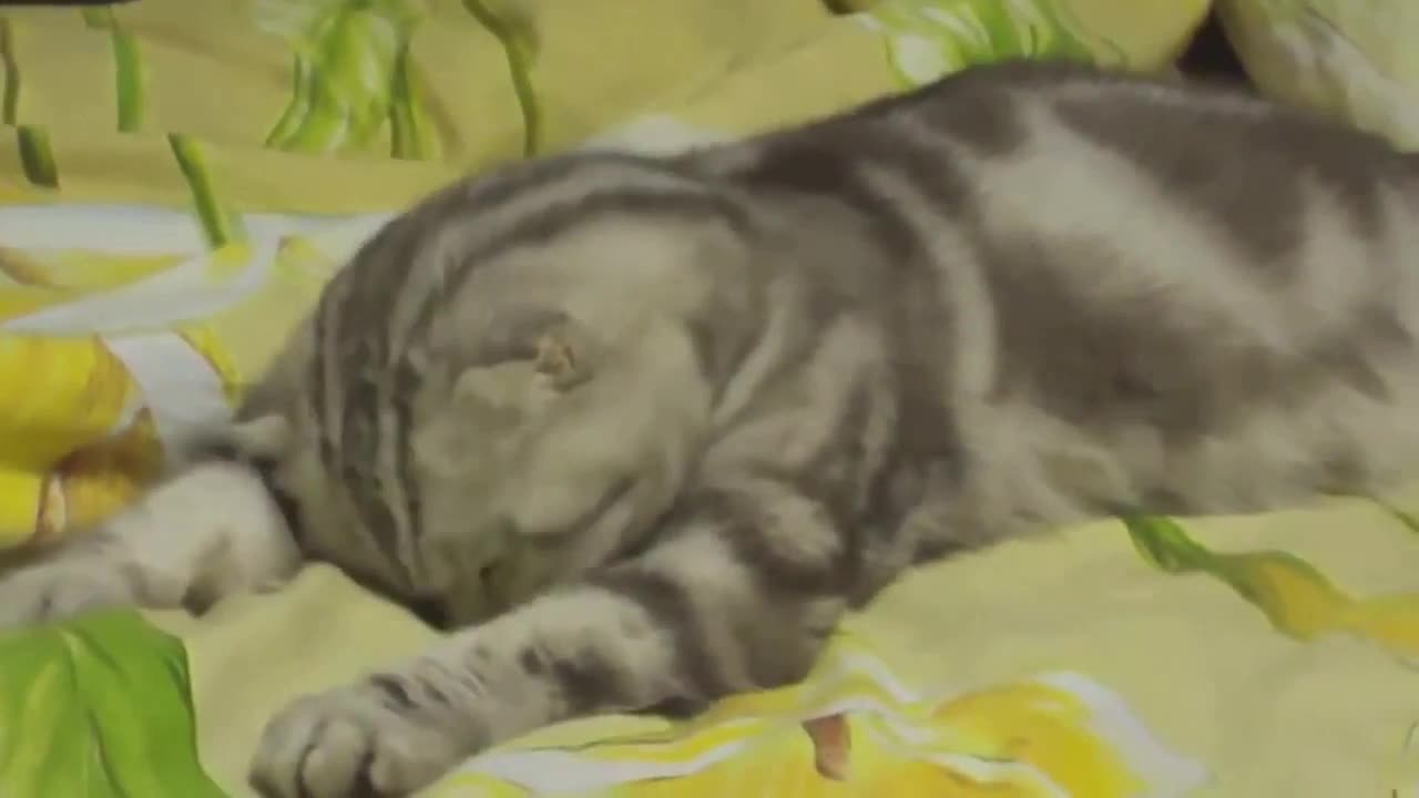 funny cat fall asleep