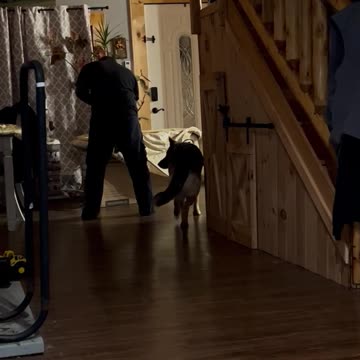German shepherd gets training