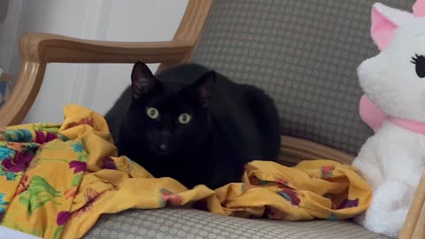 Cute Precious Piper Uses the Clothes on Her Throne - Adopting a Cat from a Shelter Vlog