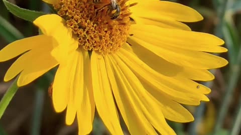 The amazing beauty of sunflowers makes nature very beautiful