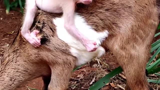 Baby monkey thinks the goat is her dad