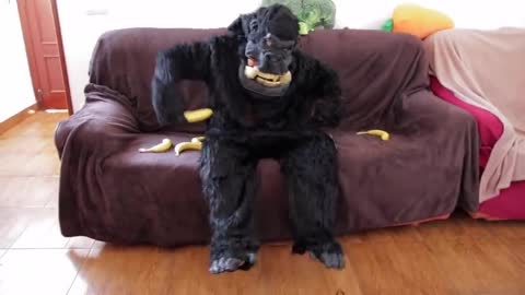 Dog Steals Bananas From Gorilla