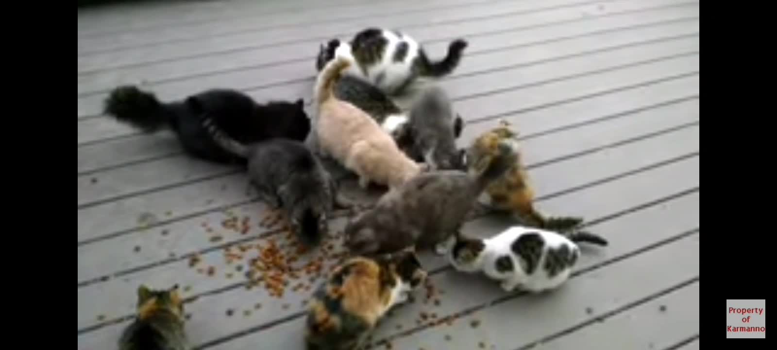 Beautiful cats eats food