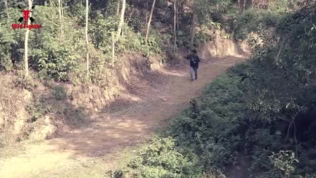 Tiger Attack Man in Forest - Fun Made Movie by Wild Fighter_Cut